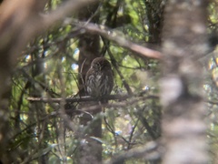 Glaucidium nana