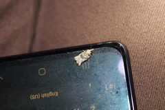 Harmologa amplexana