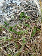 Leptostigma setulosum