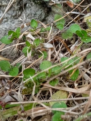 Leptostigma setulosum