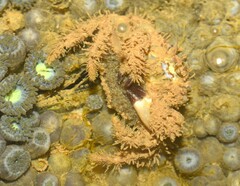 Pilumnus