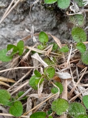 Leptostigma setulosum