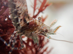 Heptacarpus