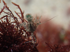Heptacarpus