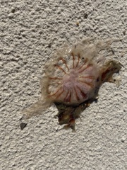 Cyanea versicolor