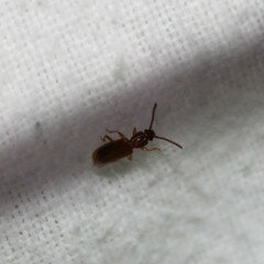 Cryptamorpha brevicornis