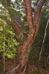 Bursera simaruba simaruba