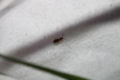 Cryptamorpha brevicornis