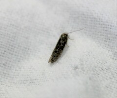 Hofmannophila pseudospretella