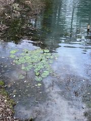 Nymphaea odorata