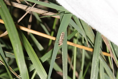 Barea exarcha