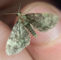 Pasiphila rectangulata