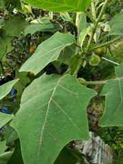 Solanum lasiocarpum