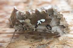 Autographa corusca