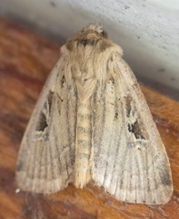 Pseudohermonassa flavotincta