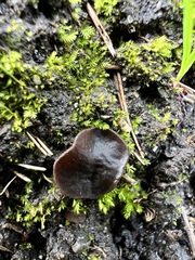 Pseudoplectania nigrella