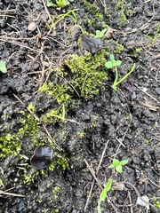 Pseudoplectania nigrella