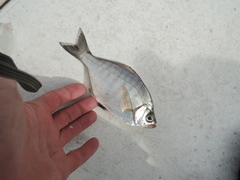 Hyperprosopon argenteum