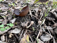 Phylloscypha phyllogena