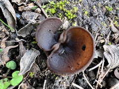 Phylloscypha phyllogena