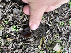 Phylloscypha phyllogena