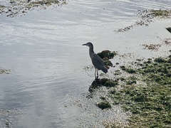 Nycticorax nycticorax