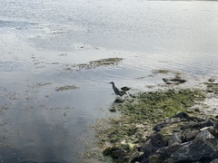 Nycticorax nycticorax