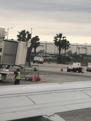 Washingtonia robusta