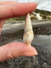 Ophiodermella inermis