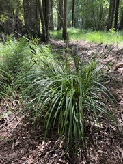 Carex lambertiana