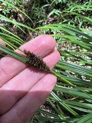Carex lambertiana