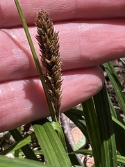 Carex lambertiana