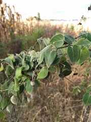 Funastrum odoratum