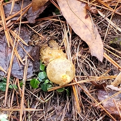 Calostoma