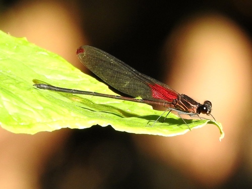 Hetaerina aurora