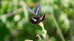 Parides bunichus