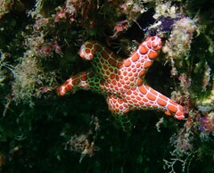 Pentagonaster duebeni
