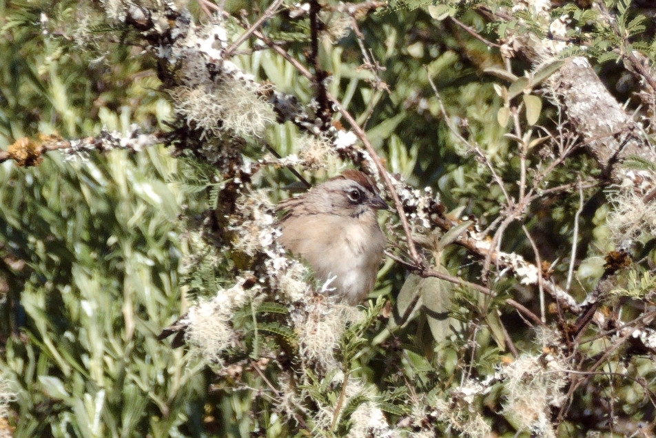 Oaxaca Sparrow (Aimophila notosticta), photo 4