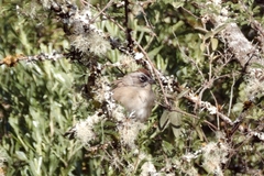 Aimophila notosticta