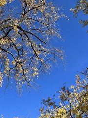 Haliaeetus leucocephalus