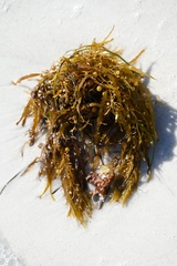 Sargassum