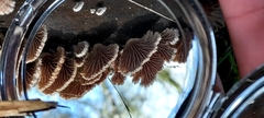 Schizophyllum