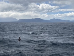 Stercorarius chilensis