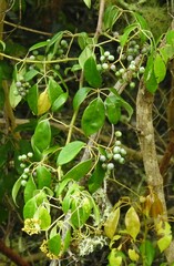 Cissus hypoglauca