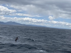 Stercorarius chilensis