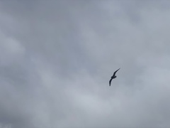 Stercorarius chilensis