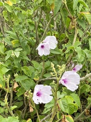 Ipomoea carnea