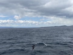 Stercorarius chilensis