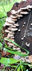 Schizophyllum