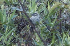 Campylorhynchus jocosus